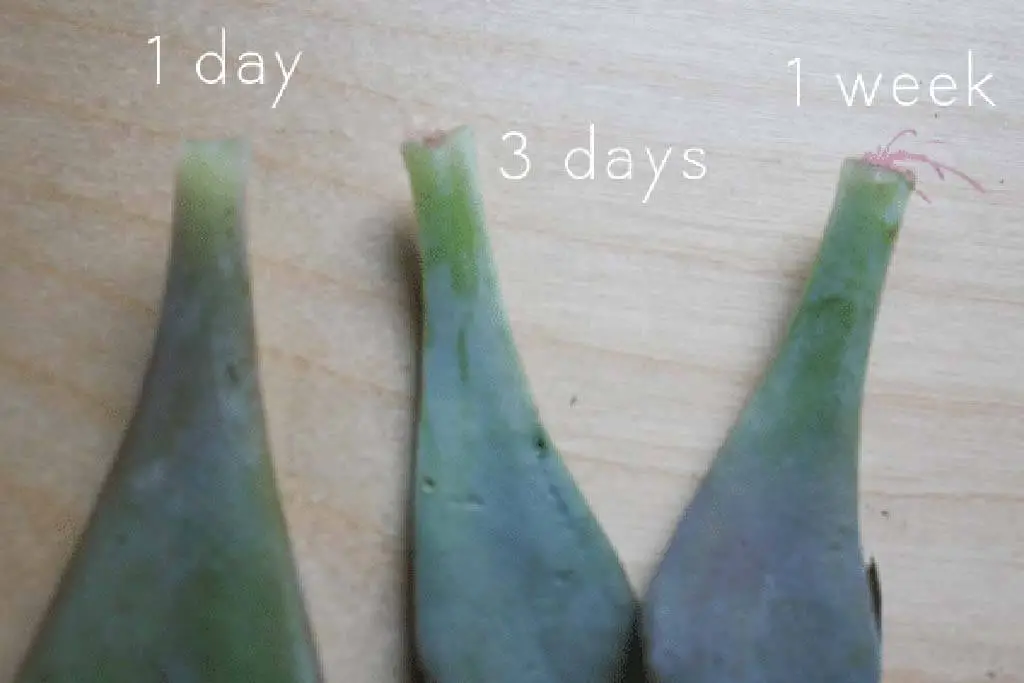How to propagate Succulents