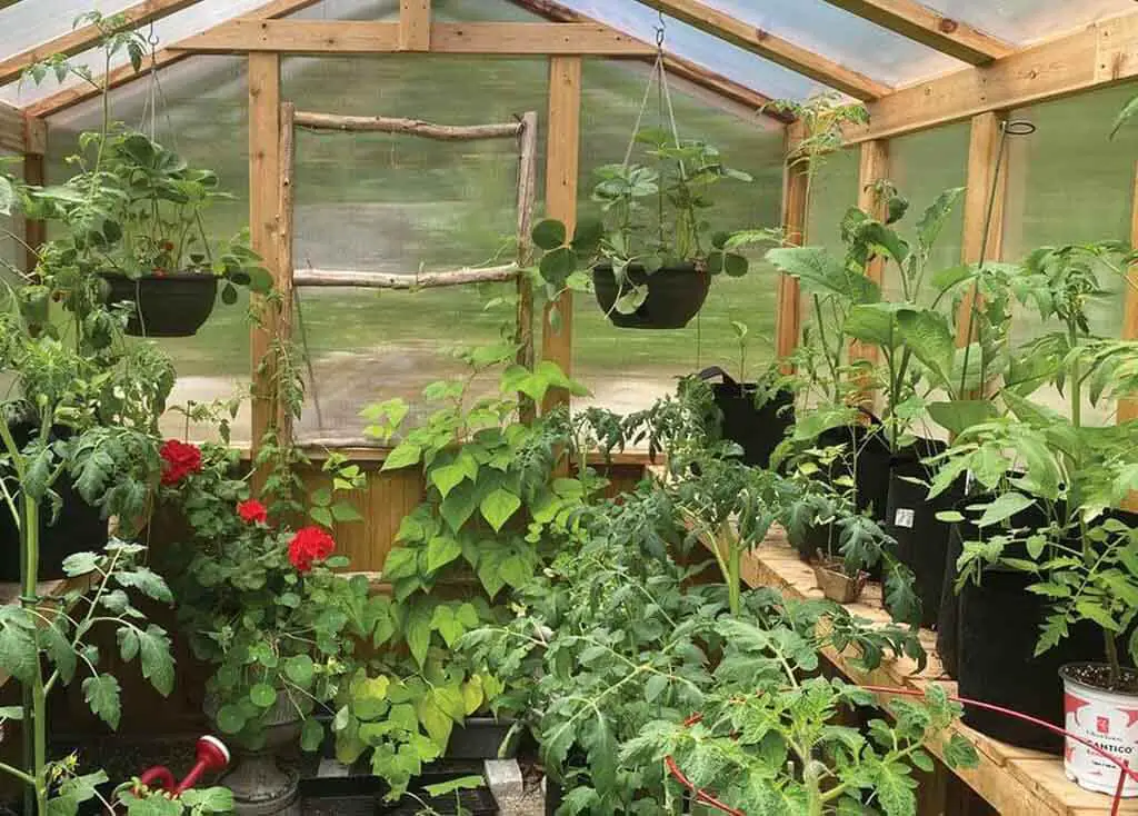 Importance Of Greenhouse