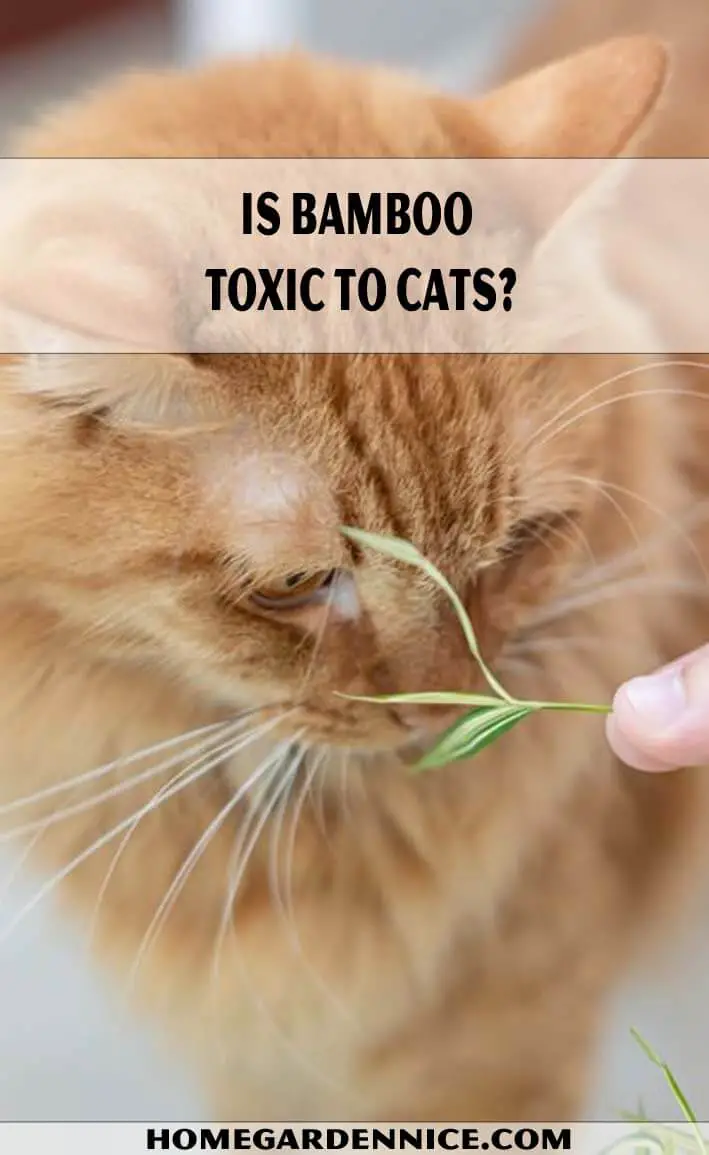 Is Bamboo Toxic to Cats
