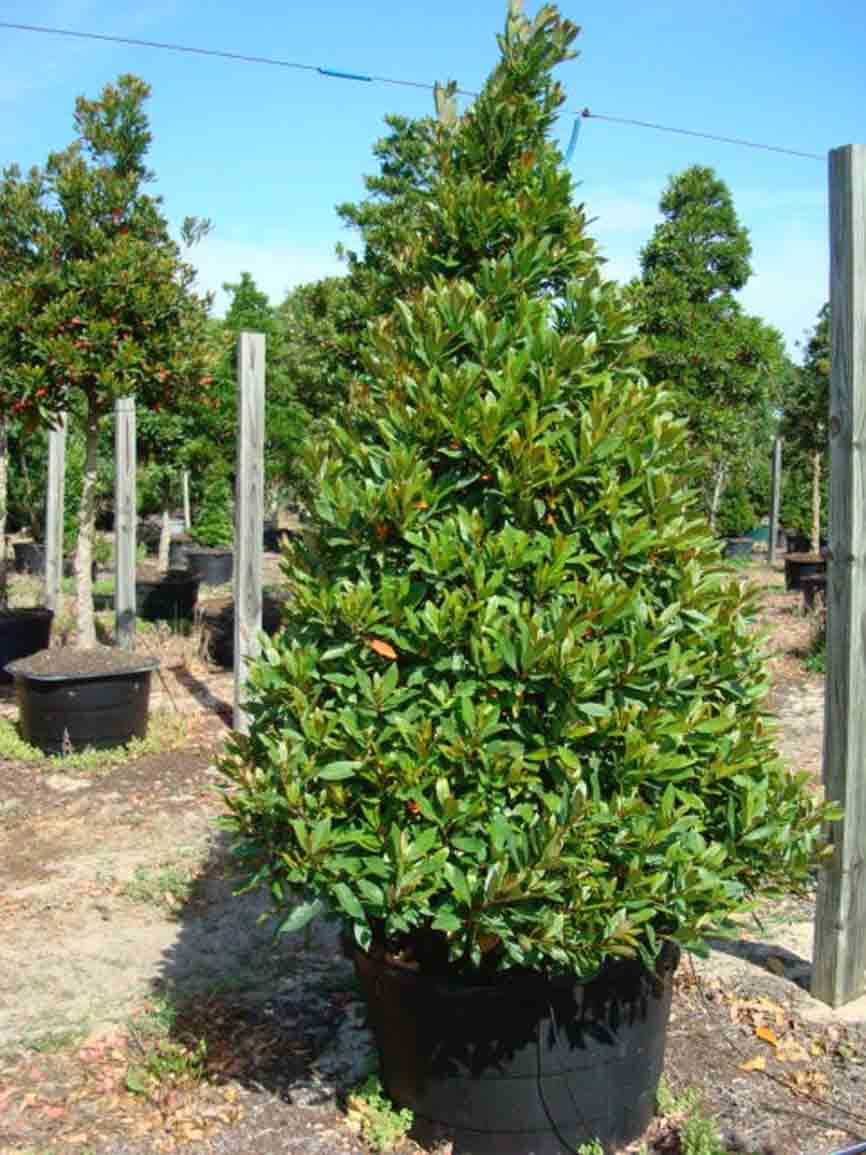 Japanese Blueberry Tree Cons