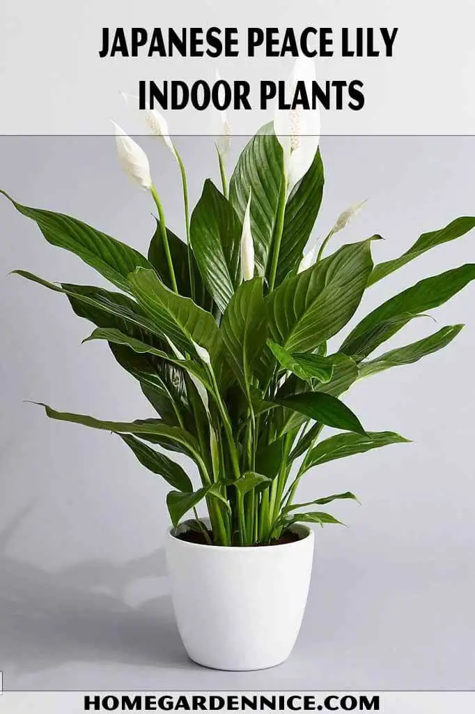 Japanese Peace Lily Indoor Plants