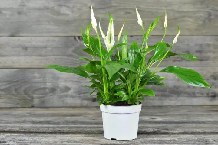 Japanese Peace Lily Japanese Indoor Plants