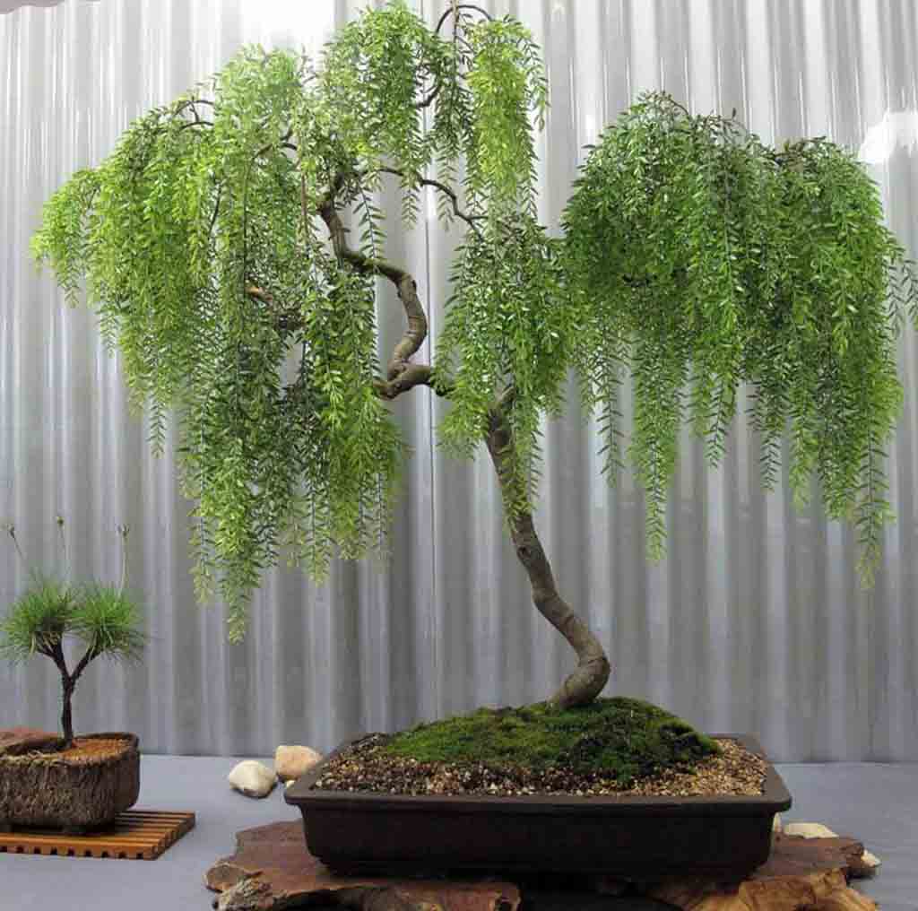 Japanese Weeping Willow Indoor Plants