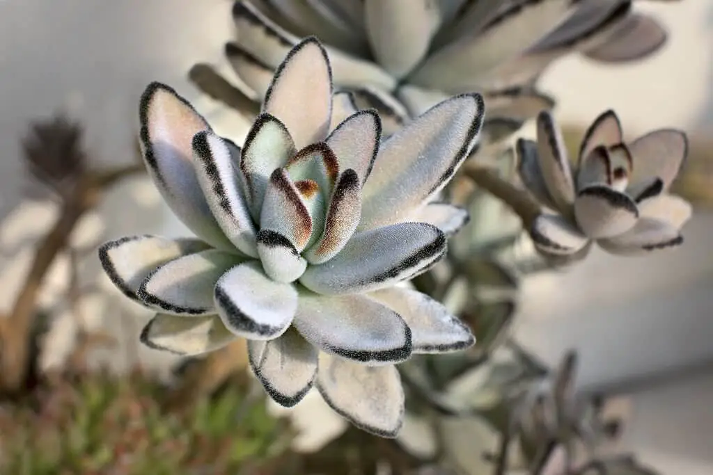 Kalanchoe tomentosa Most Popular Indoor Plants In Japanese
