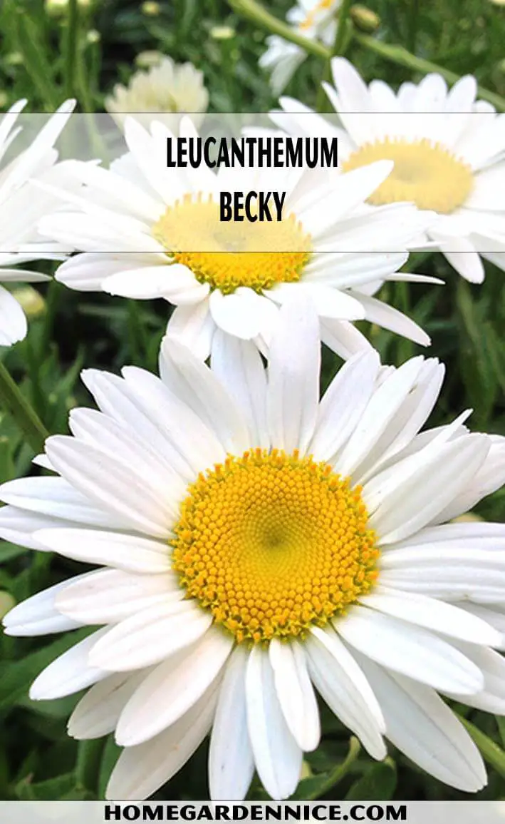 Leucanthemum Becky Daisy - types of daisies