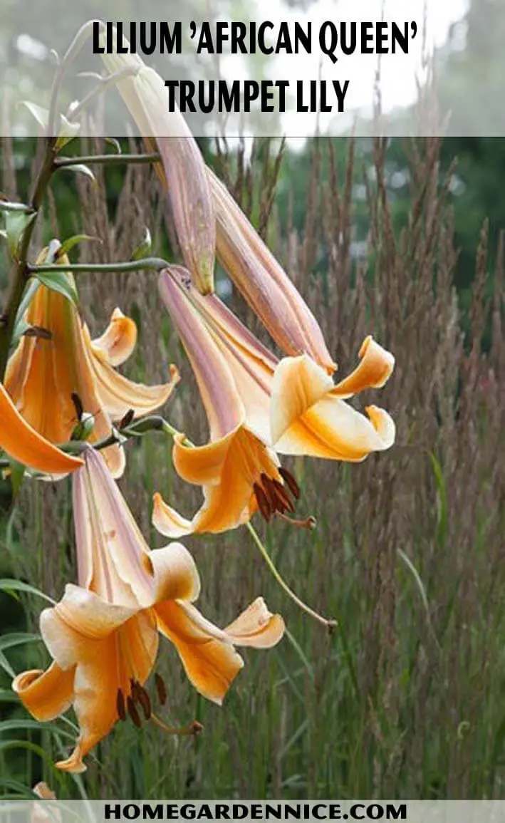 Lilium 'African Queen'- Trumpet Lily