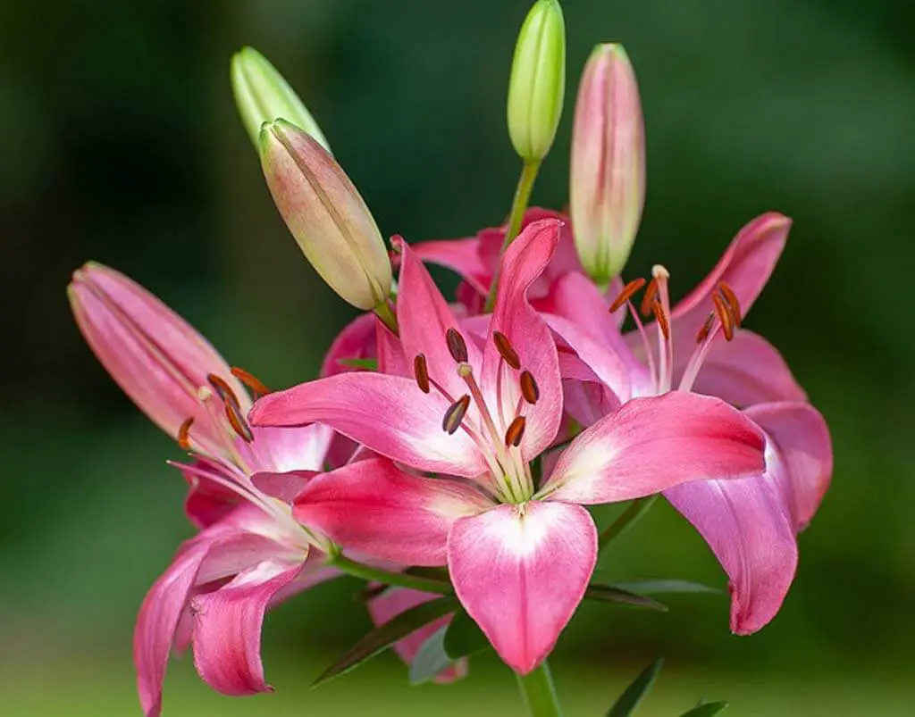 Lilium 'Arbatax'- Longiflorum-Asiatic Lily
