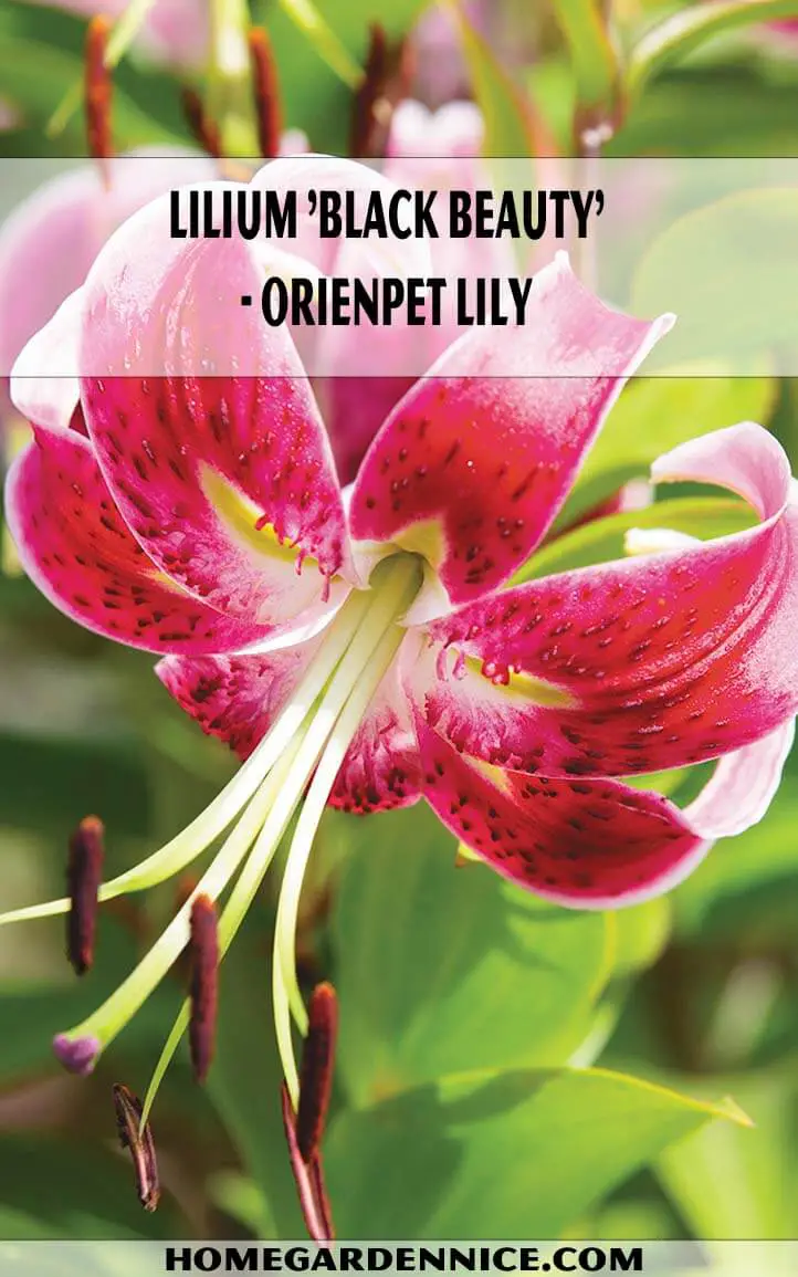 Lilium 'Black Beauty'- Orienpet Lily