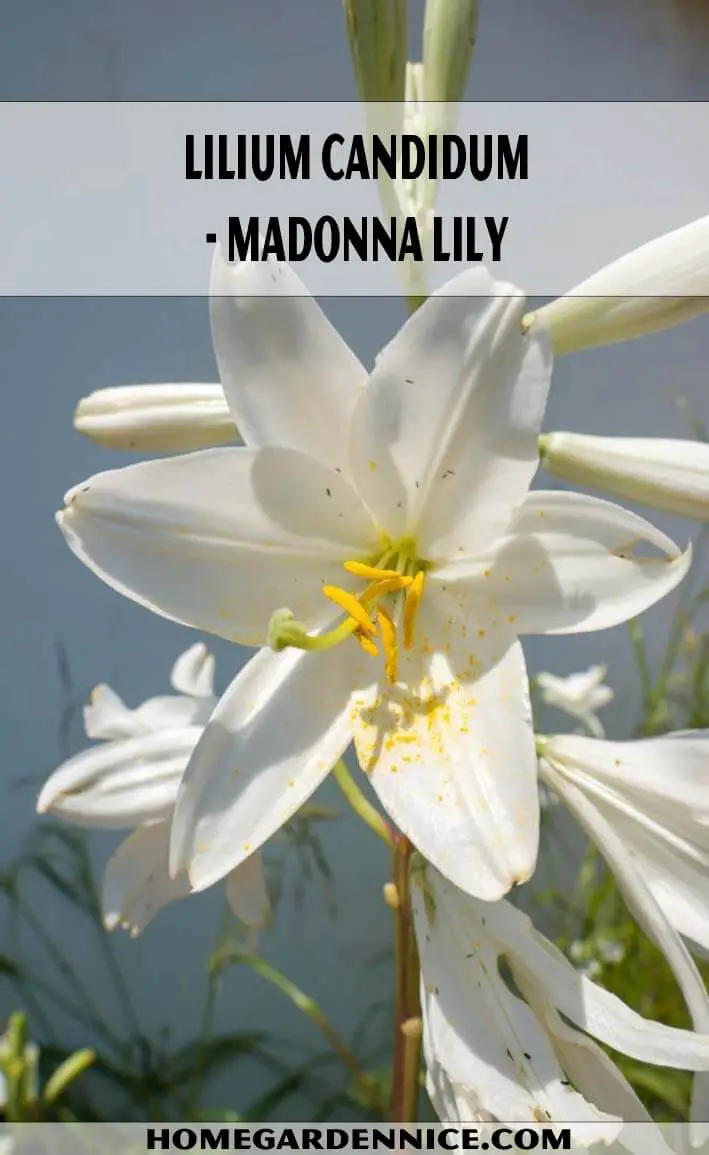 Lilium Candidum- Madonna Lily