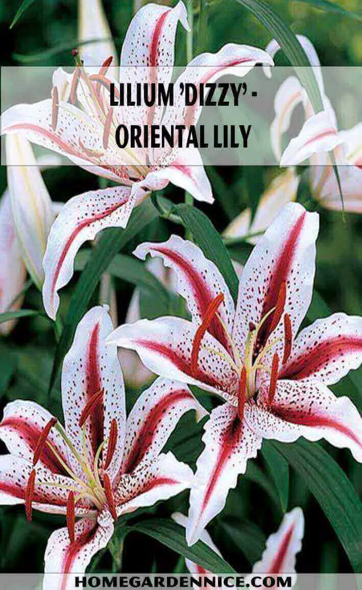 Lilium 'Dizzy' - Oriental Lily
