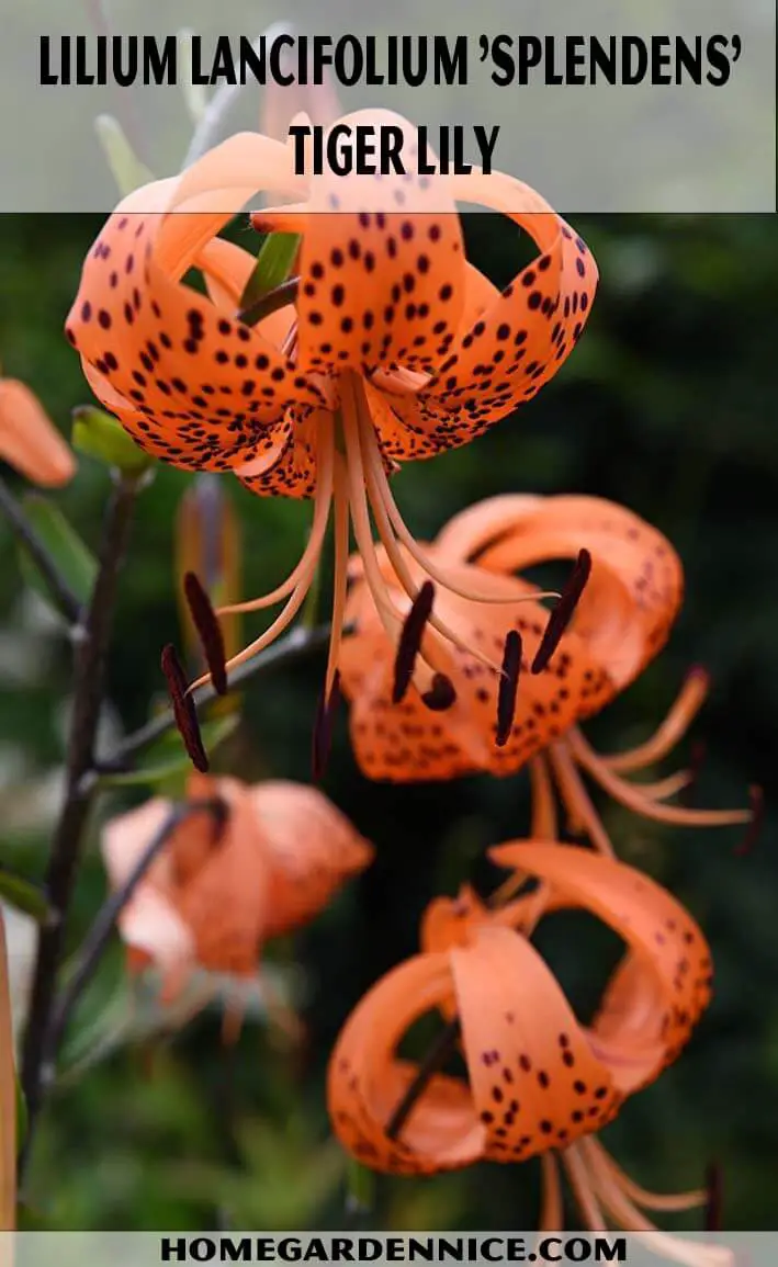 Lilium Lancifolium 'Splendens' - Tiger Lily