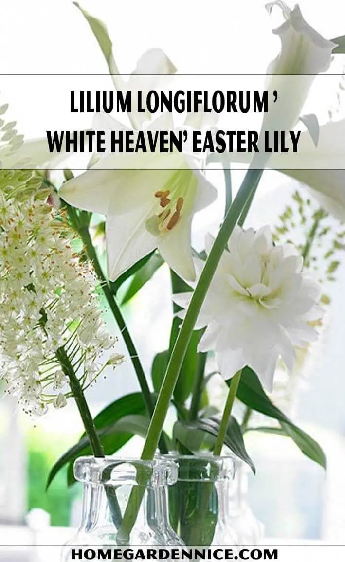 Lilium Longiflorum 'White Heaven'- Easter Lily