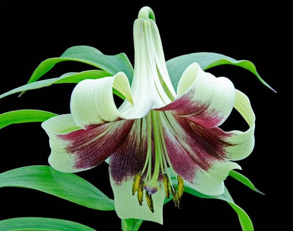 Lilium nepalense or Nepal Lily is a perennial lily