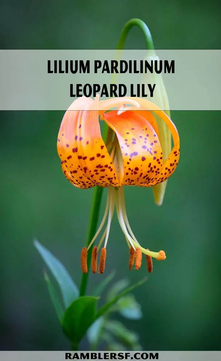 Lilium Pardilinum- Leopard Lily