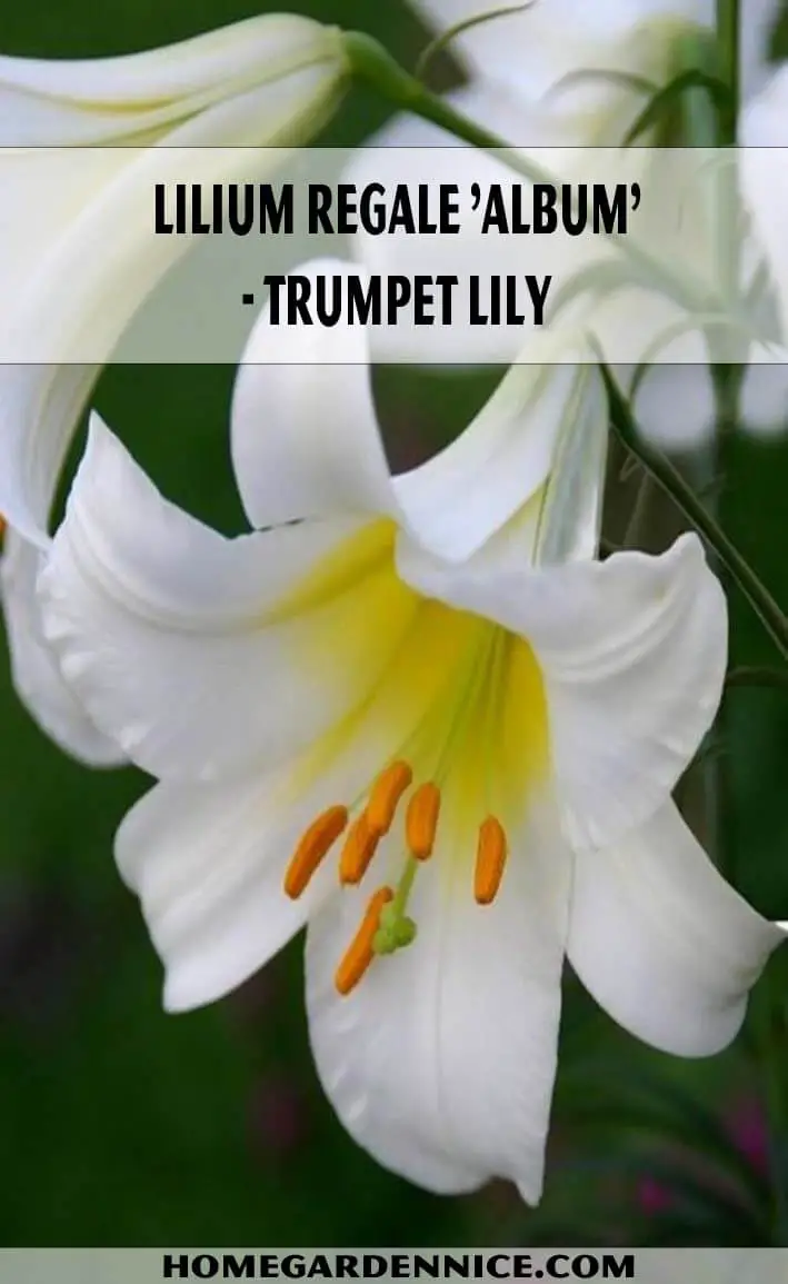 Lilium Regale 'Album' - Trumpet Lily