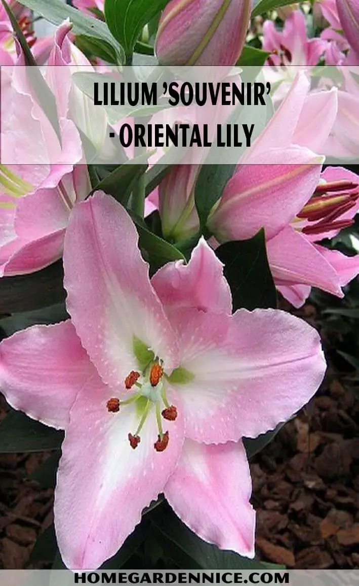 Lilium 'Souvenir'- Oriental Lily