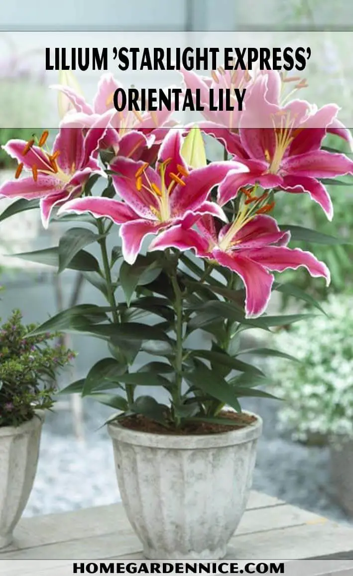 Lilium 'Starlight Express'- Oriental Lily