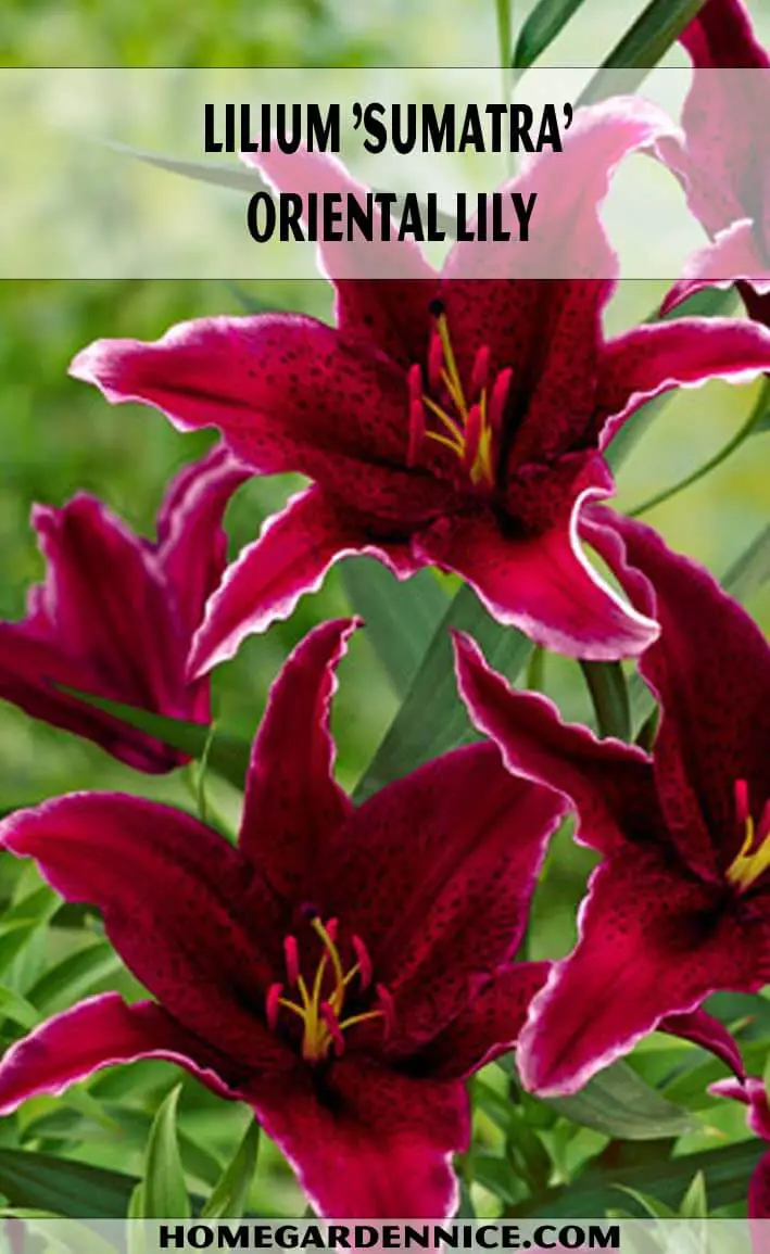 Lilium 'Sumatra'- Oriental Lily