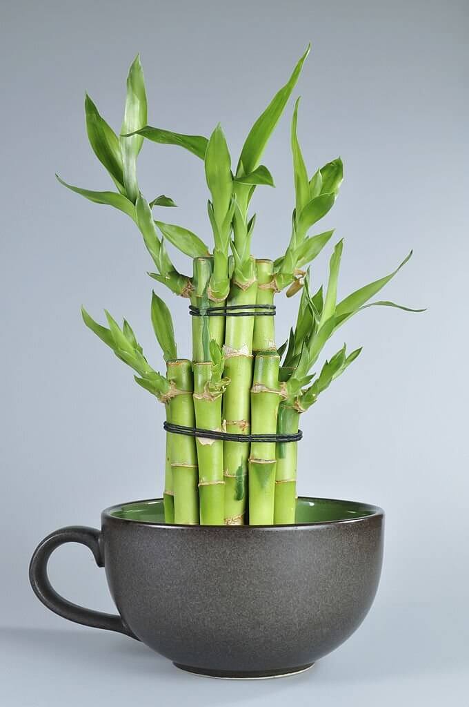 Lucky bamboo is highly ornamental and is trained to grow in twisted shapes