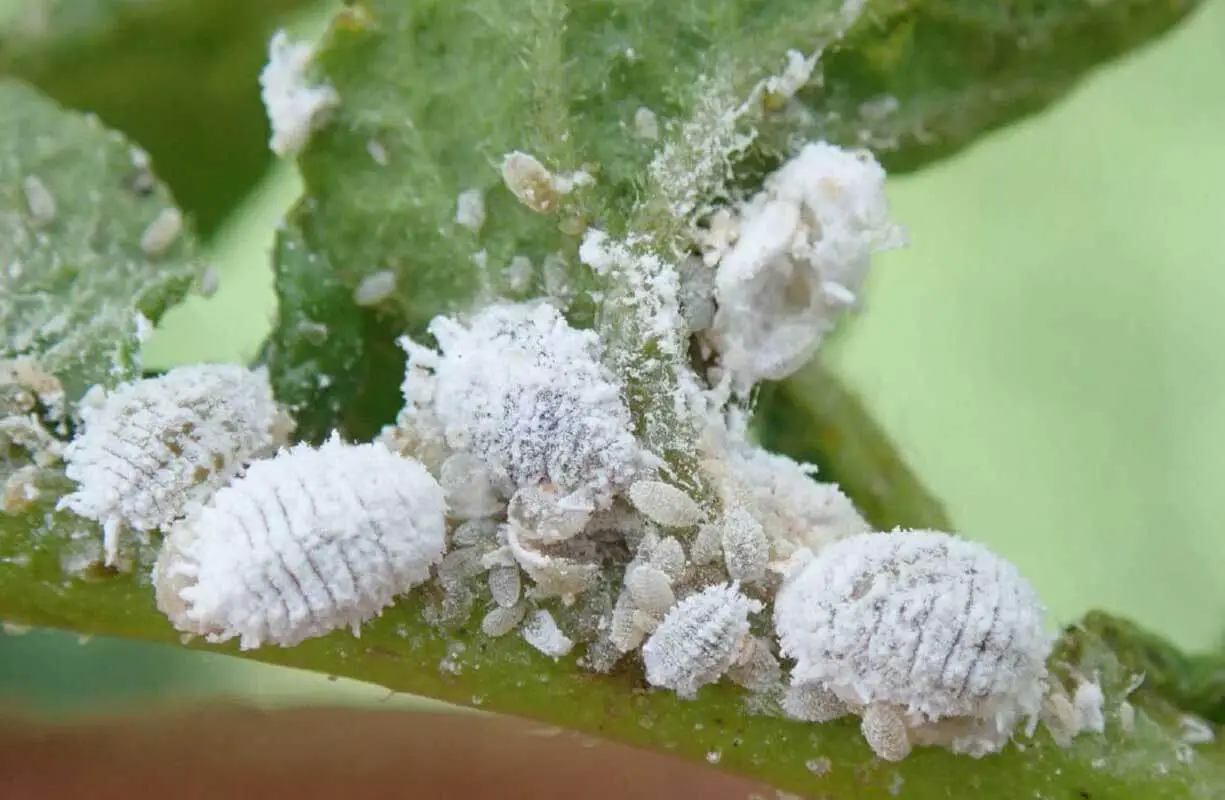 Mealybugs are pests that feed on the sap of your ZZ plant