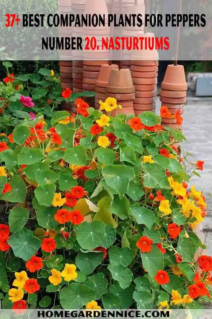 Nasturtiums Companion Plants For Peppers
