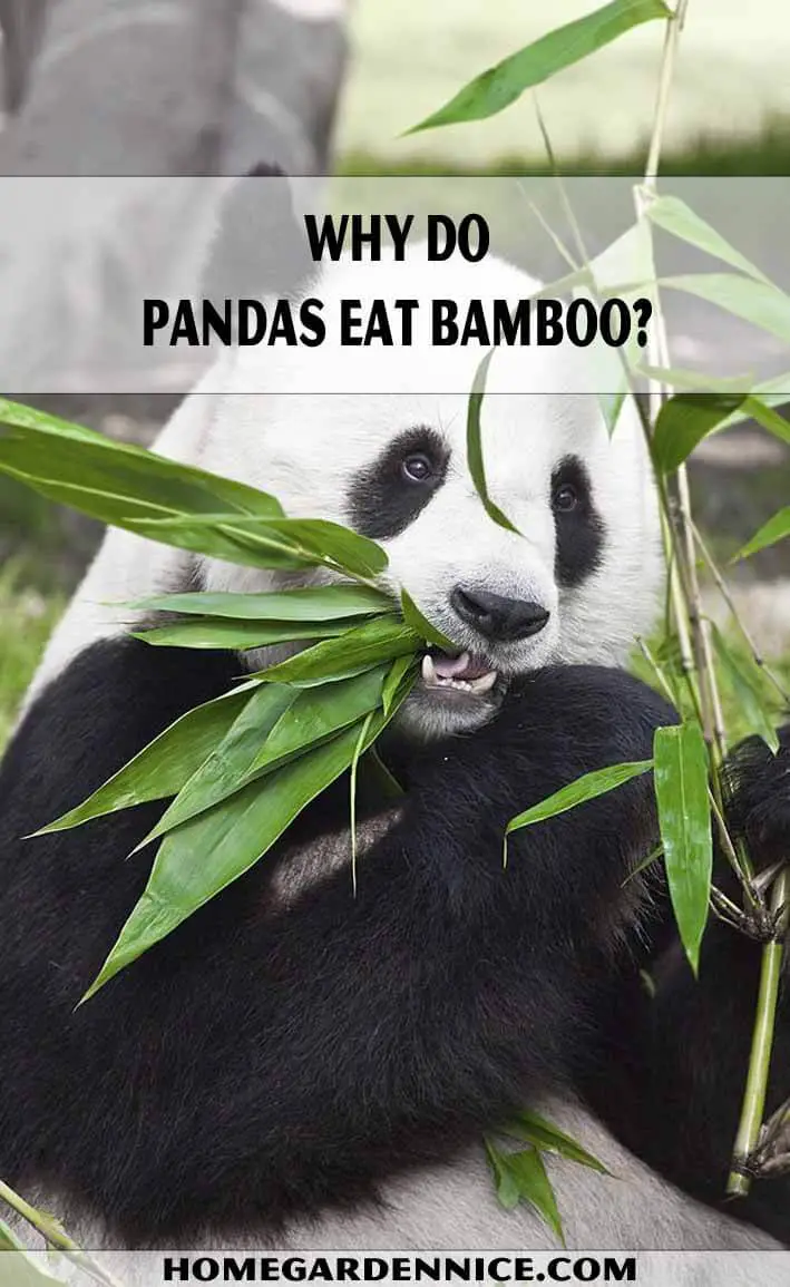 Pandas Eat Bamboo