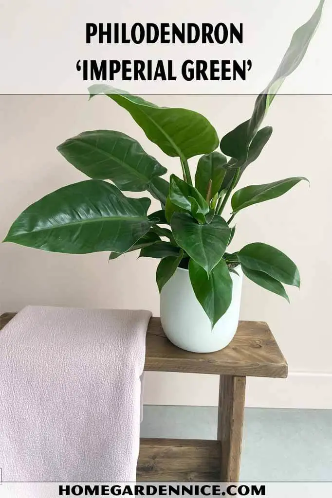 Philodendron ‘Imperial Green’
