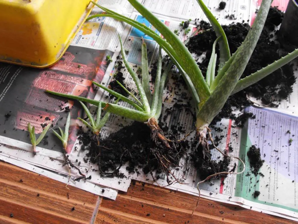 Removing and Replanting Aloe Vera Offsets