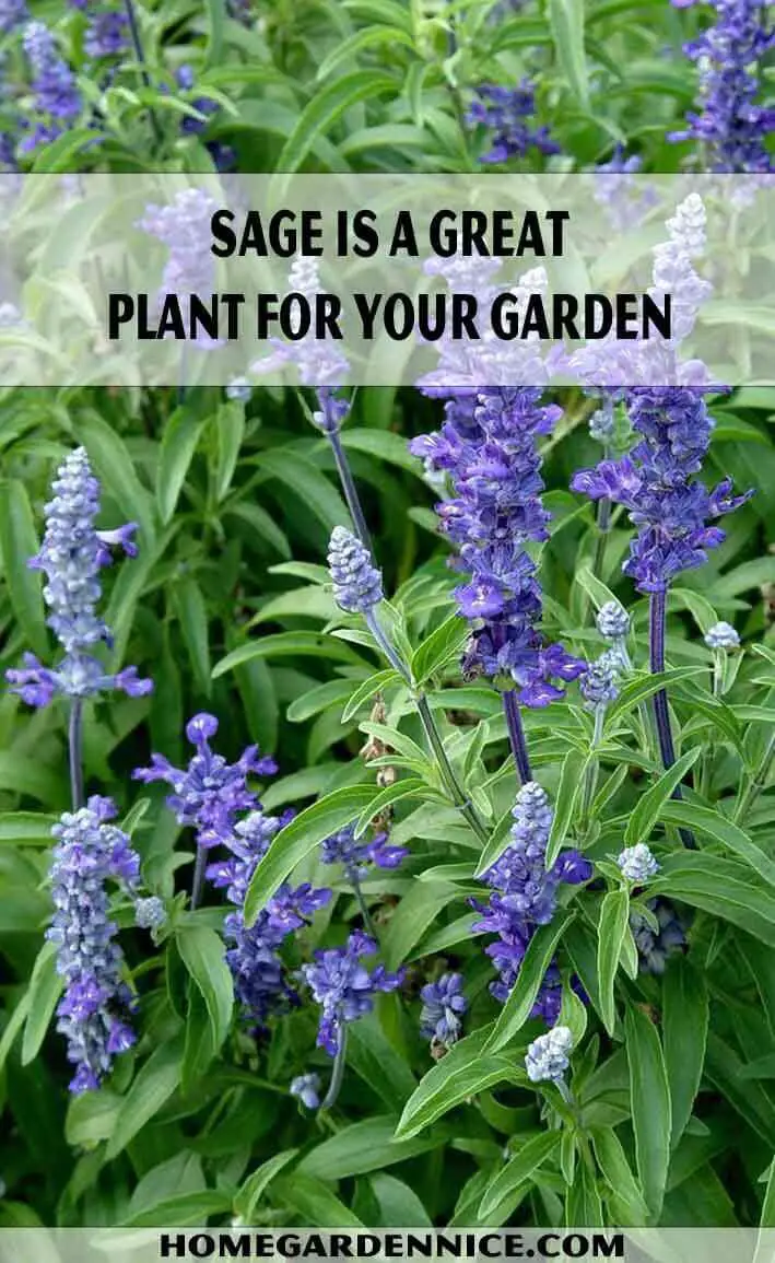 Sage is a great plant for your garden