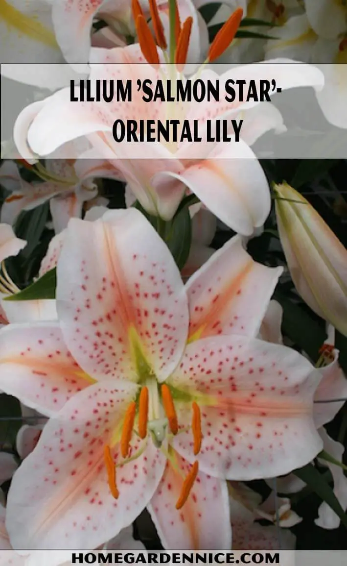 Salmon Star Oriental lily