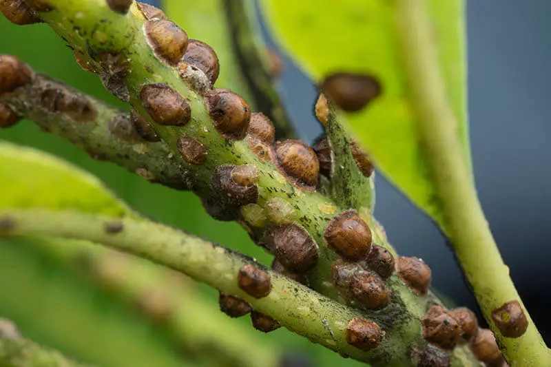 Scale Insects