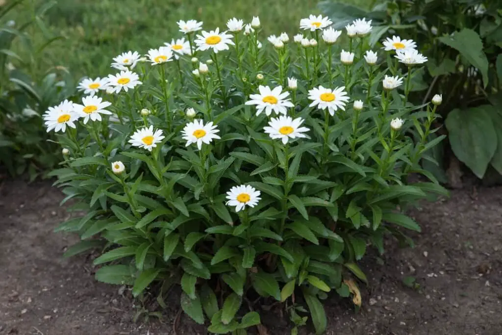 Shasta Daisy (Leucanthemum maximum)