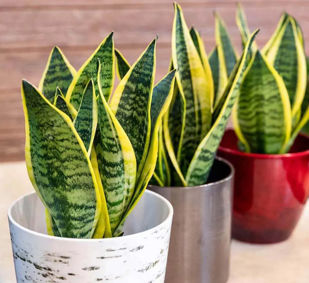 The snake plant, or Dracaena trifasciata, is a flowering plant native to tropical West Africa.