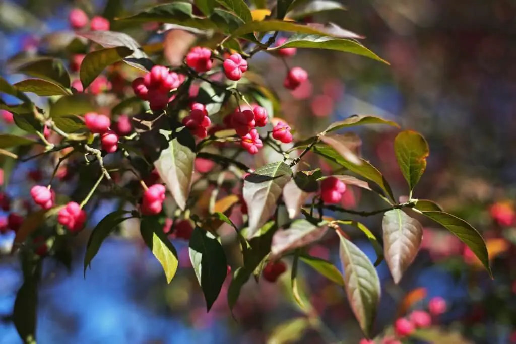 spindle tree belongs to the euonymus family