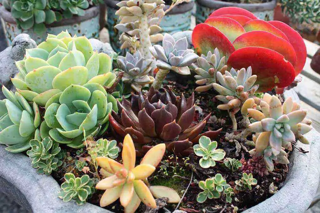 houseplants are natural air purifiers and this is one of the benefits of succulents