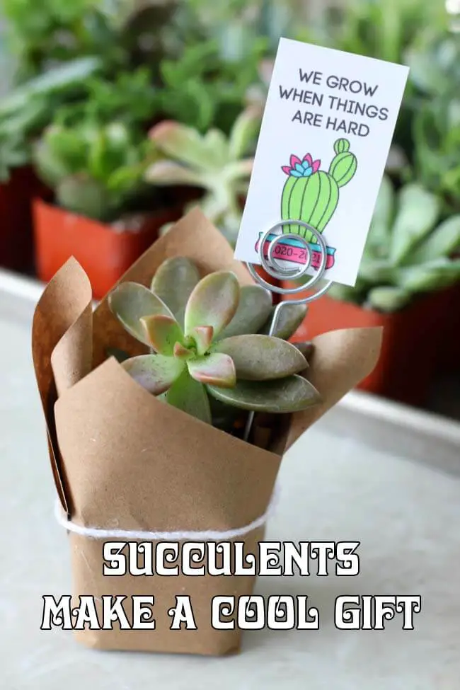Succulents Make a Cool Gift