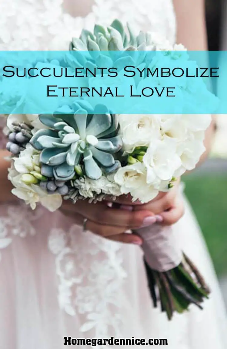 Succulents Symbolize Eternal Love