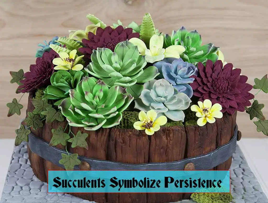 Succulents Symbolize Persistence