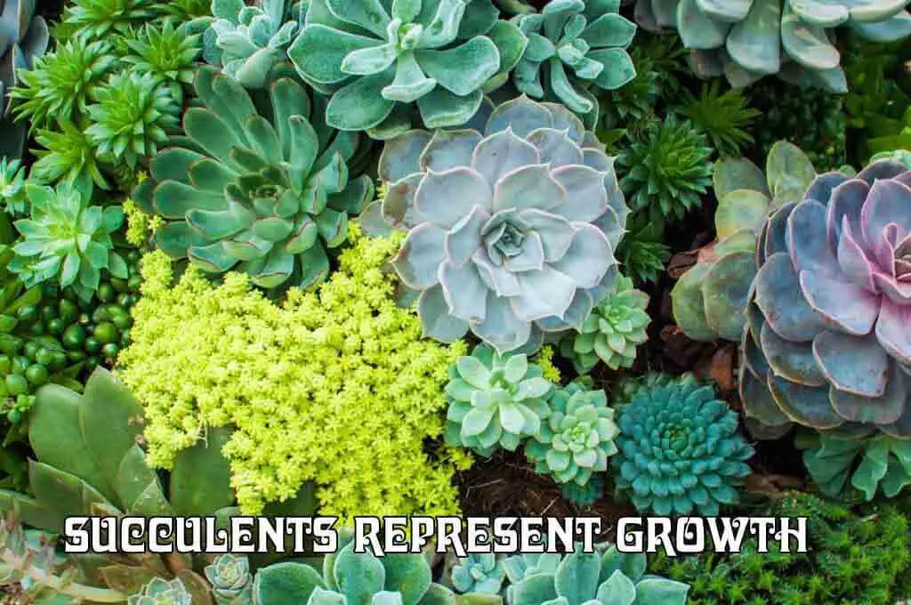 Succulents represent growth