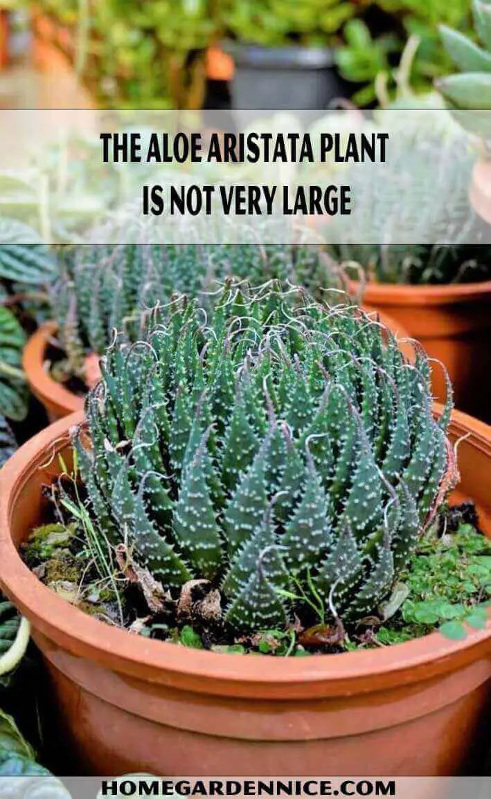 The Aloe aristata plant is not very large Types of Aloe Plants