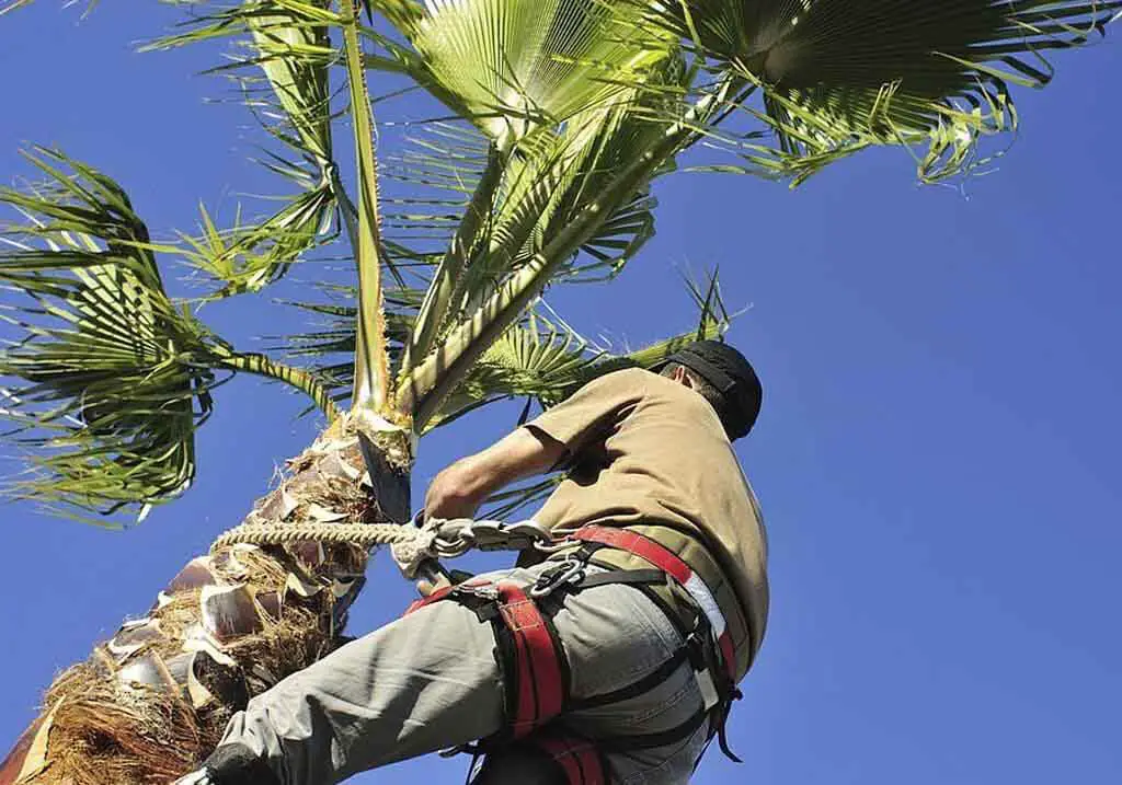 Trimming a Palm Tree