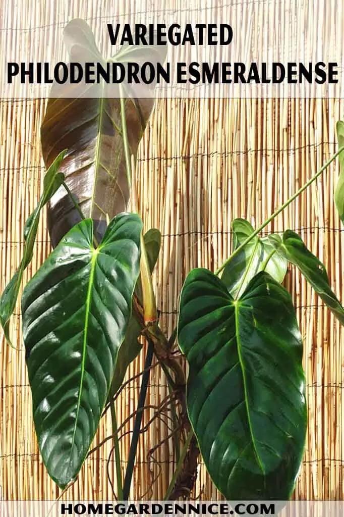 Variegated Philodendron Esmeraldense