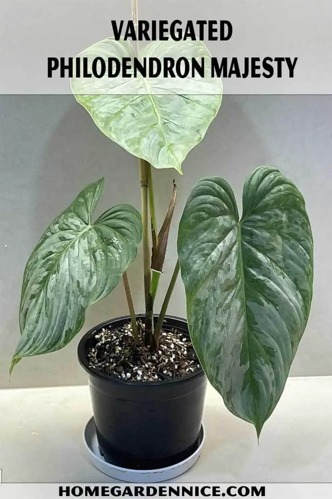 Variegated Philodendron Majesty