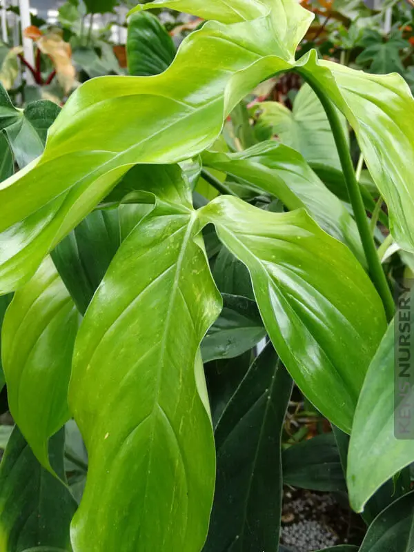 Variegated Philodendron Tripartitum