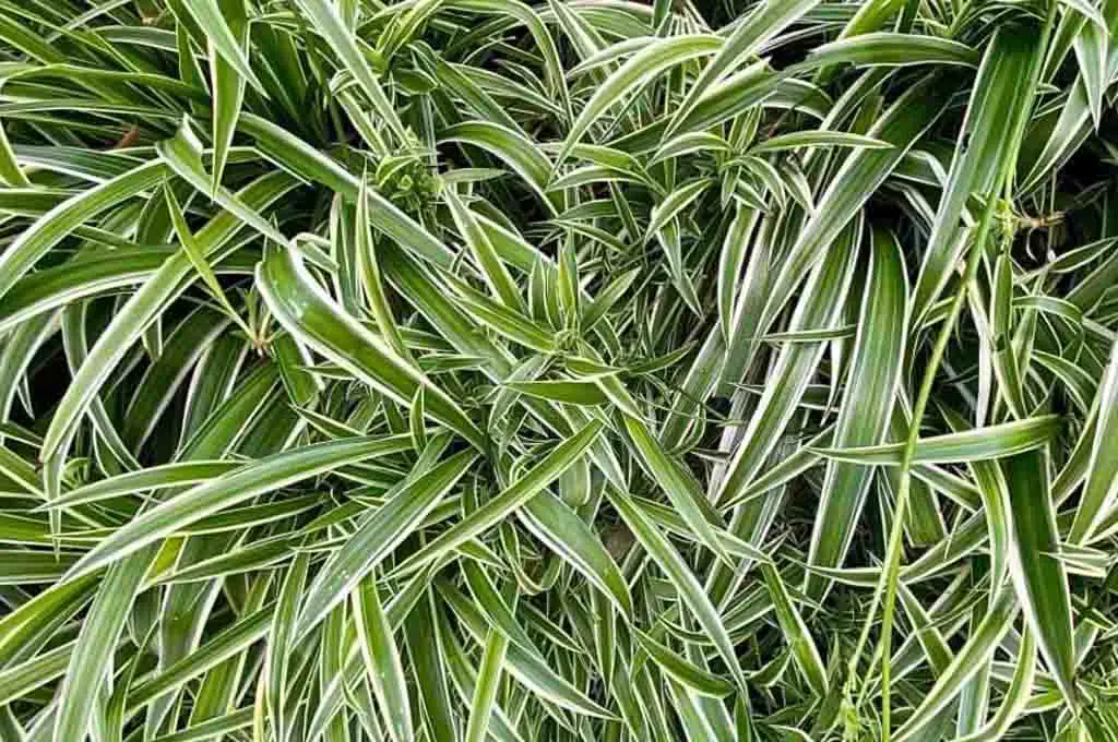 Variegated Type Of Spider Plant