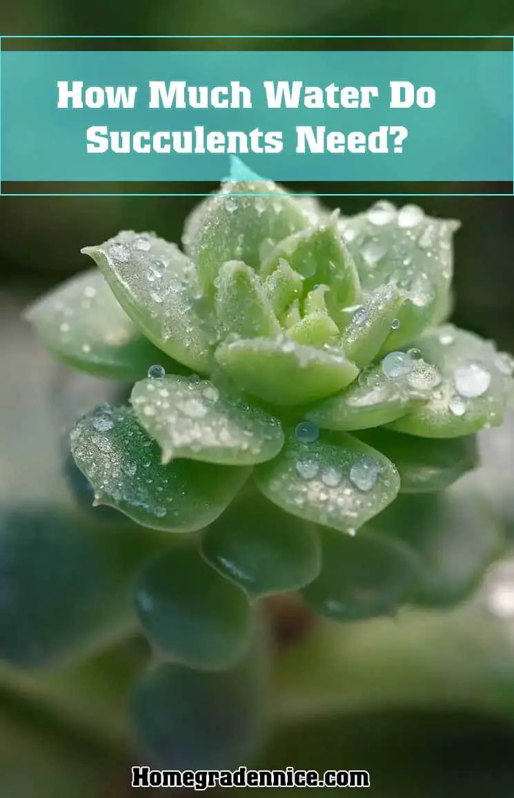 Water Do Succulents Need