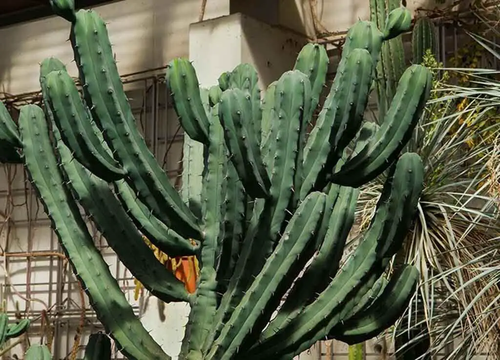 What Is A Blue Myrtle Cactus