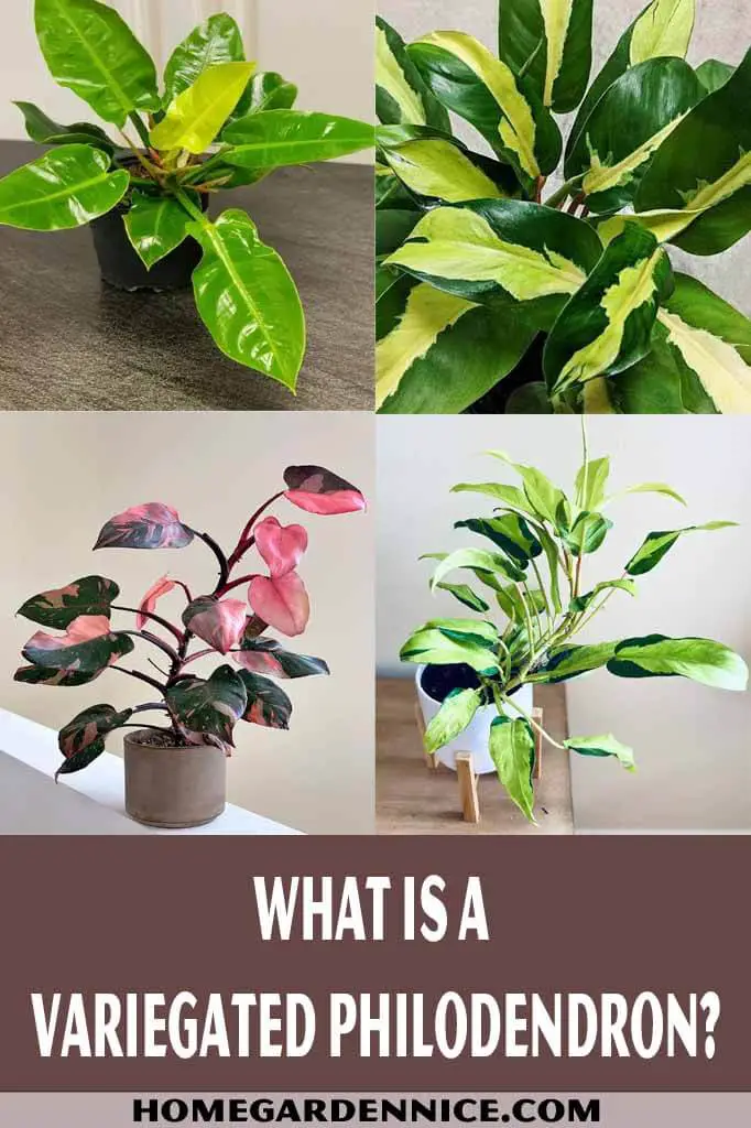 What is a Variegated philodendron