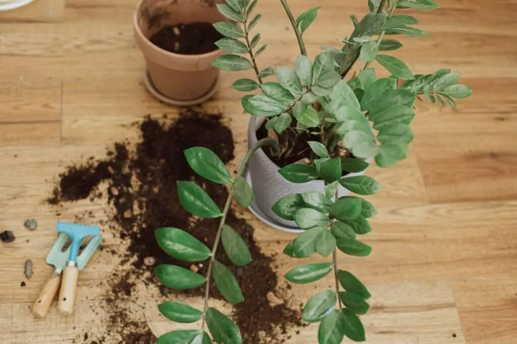When And How To Repot ZZ Plants