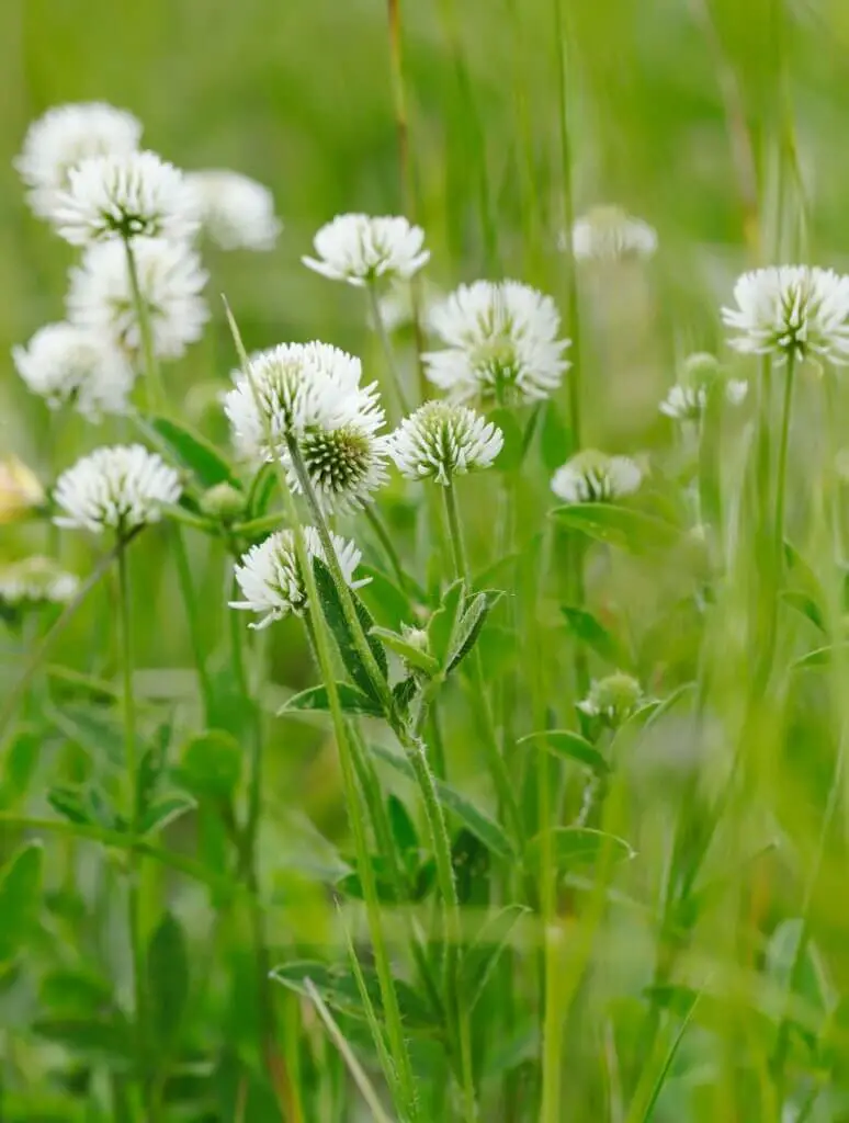 White clover, garlic, chives, and leeks all act as excellent companion plants